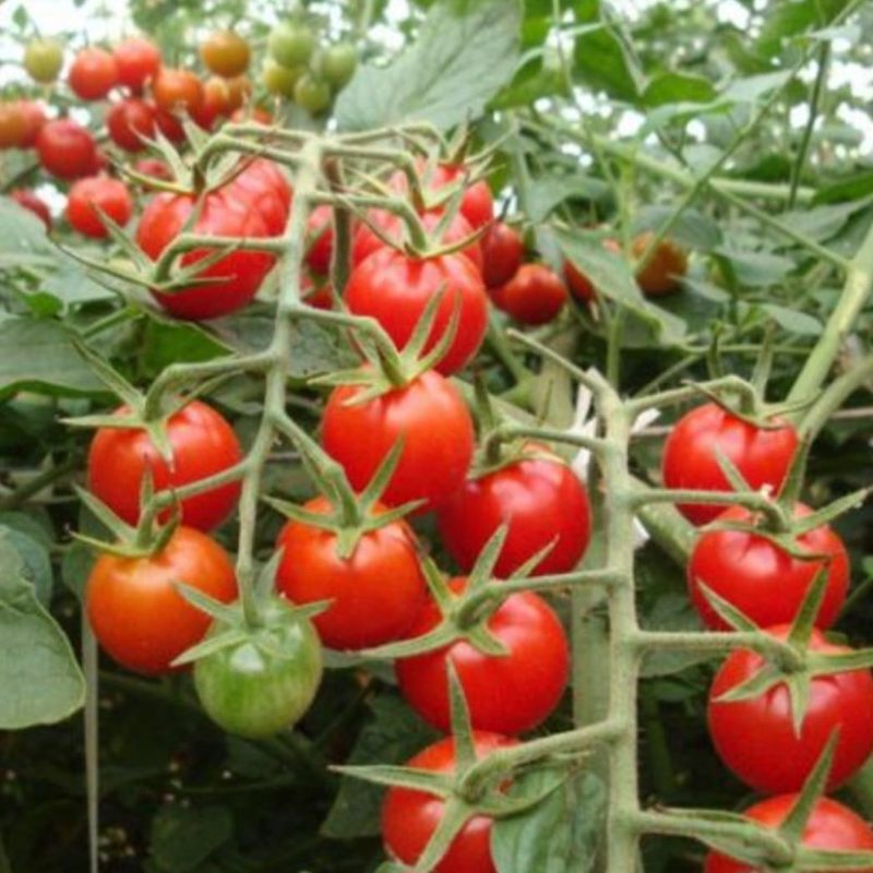 Tomates cereja em produção hortícola